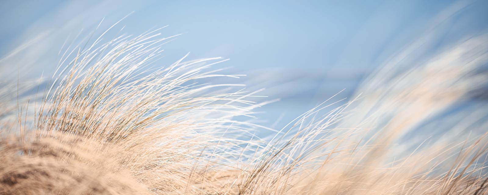 beach grass